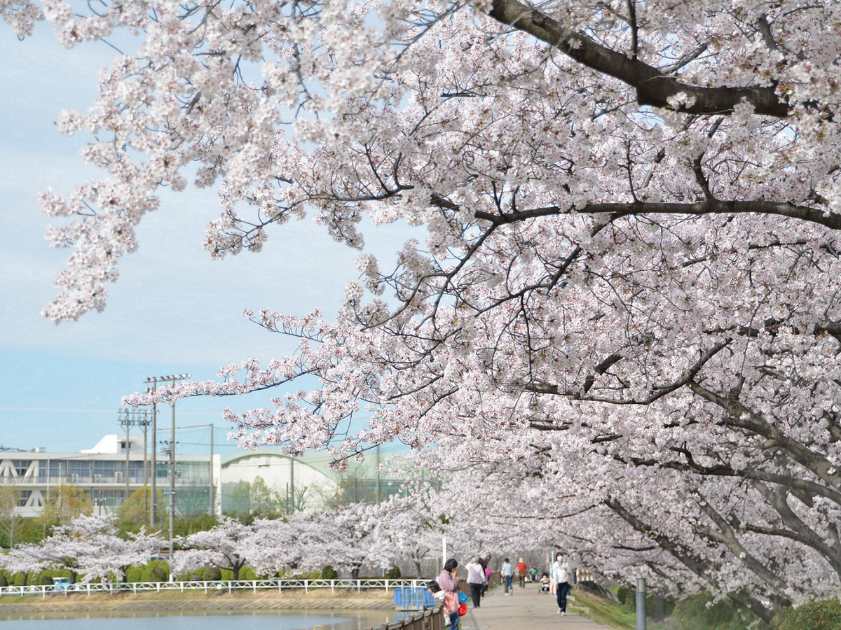 三崎水辺公園桜