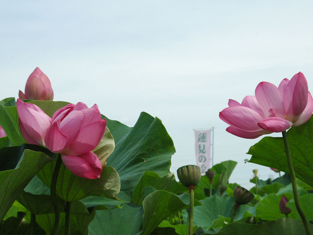 Lotus Flower Viewing Party (Hasumi-no-Kai)