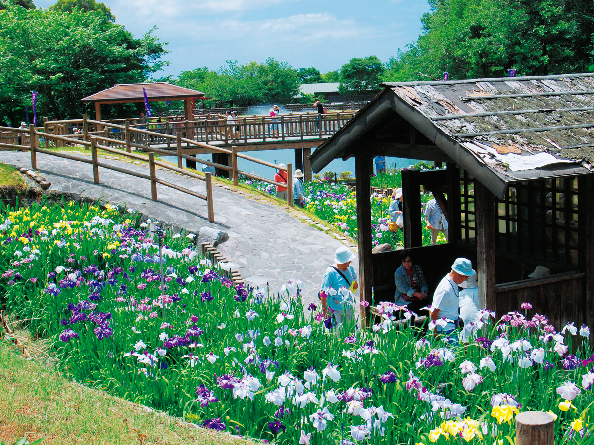 赤塚山公園 花しょうぶまつり 公式 愛知県の観光サイトaichi Now