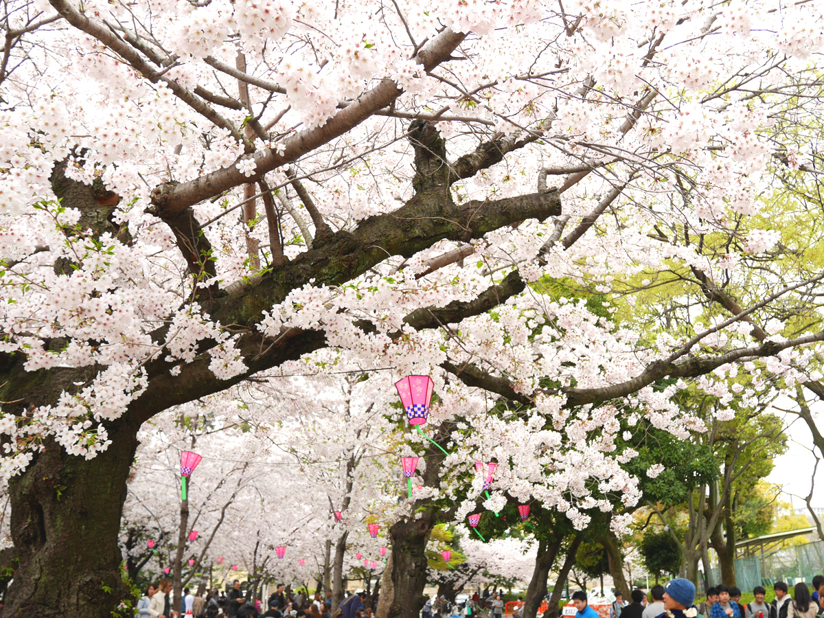 鶴舞公園 Spring Park 公式 愛知 名古屋の観光サイトaichinow