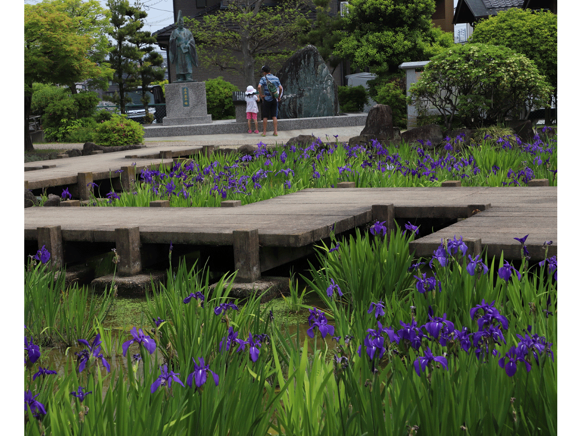Historic Yatsuhashi Water Iris Festival