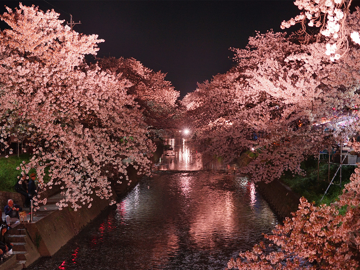 Iwakura Cherry Blossom Festival