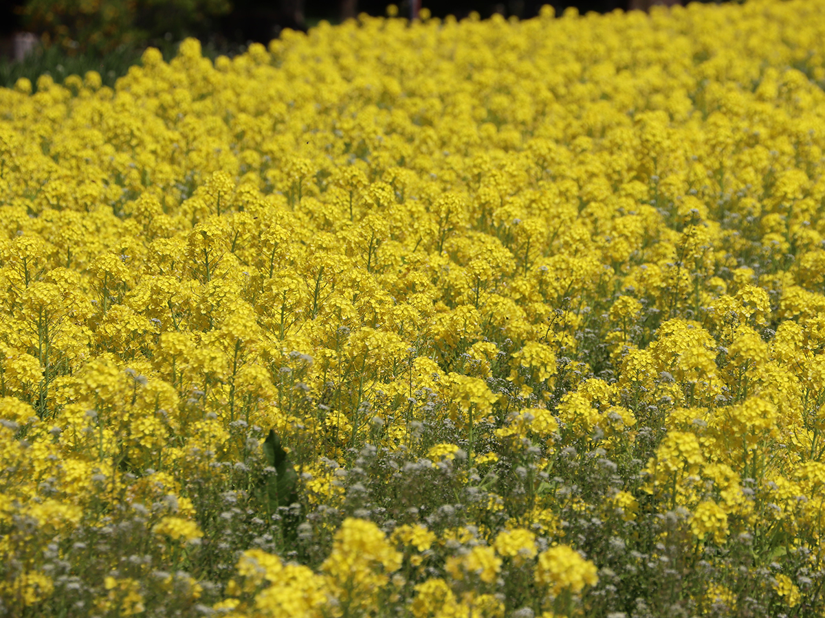 Spring Flower Festival: Rapeseed and Cherry Blossoms