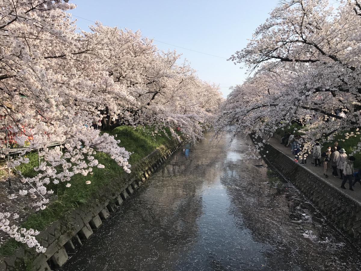 이와쿠라 벚꽃 축제