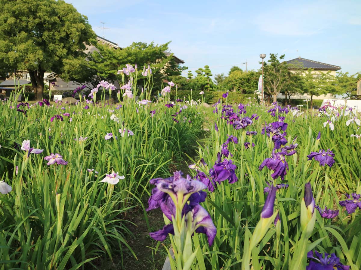 เทศกาลดอกไอริสญี่ปุ่นที่สวนมันโยและสวนทาคามัตสึ