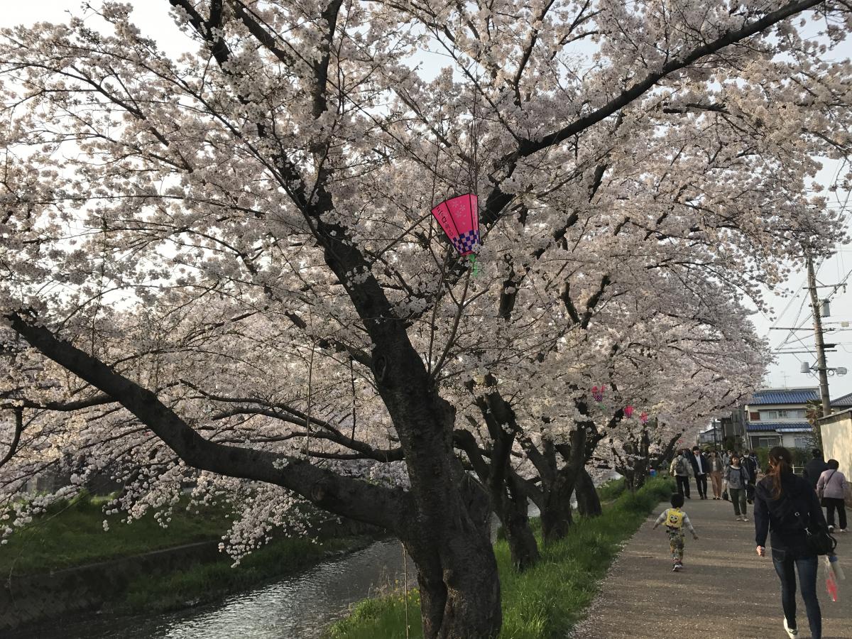 岩倉桜まつり