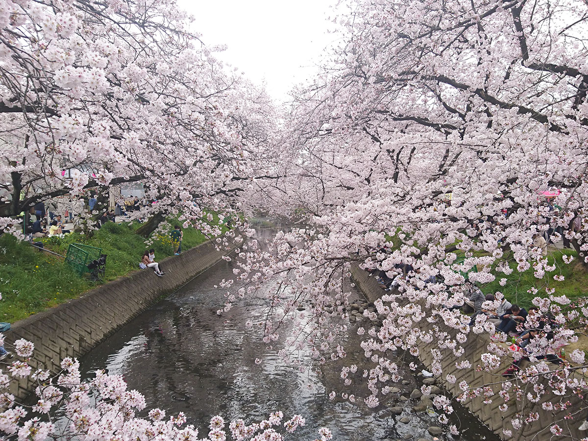 2022 桜 祭り 『天童桜まつり』2022年の日程は？