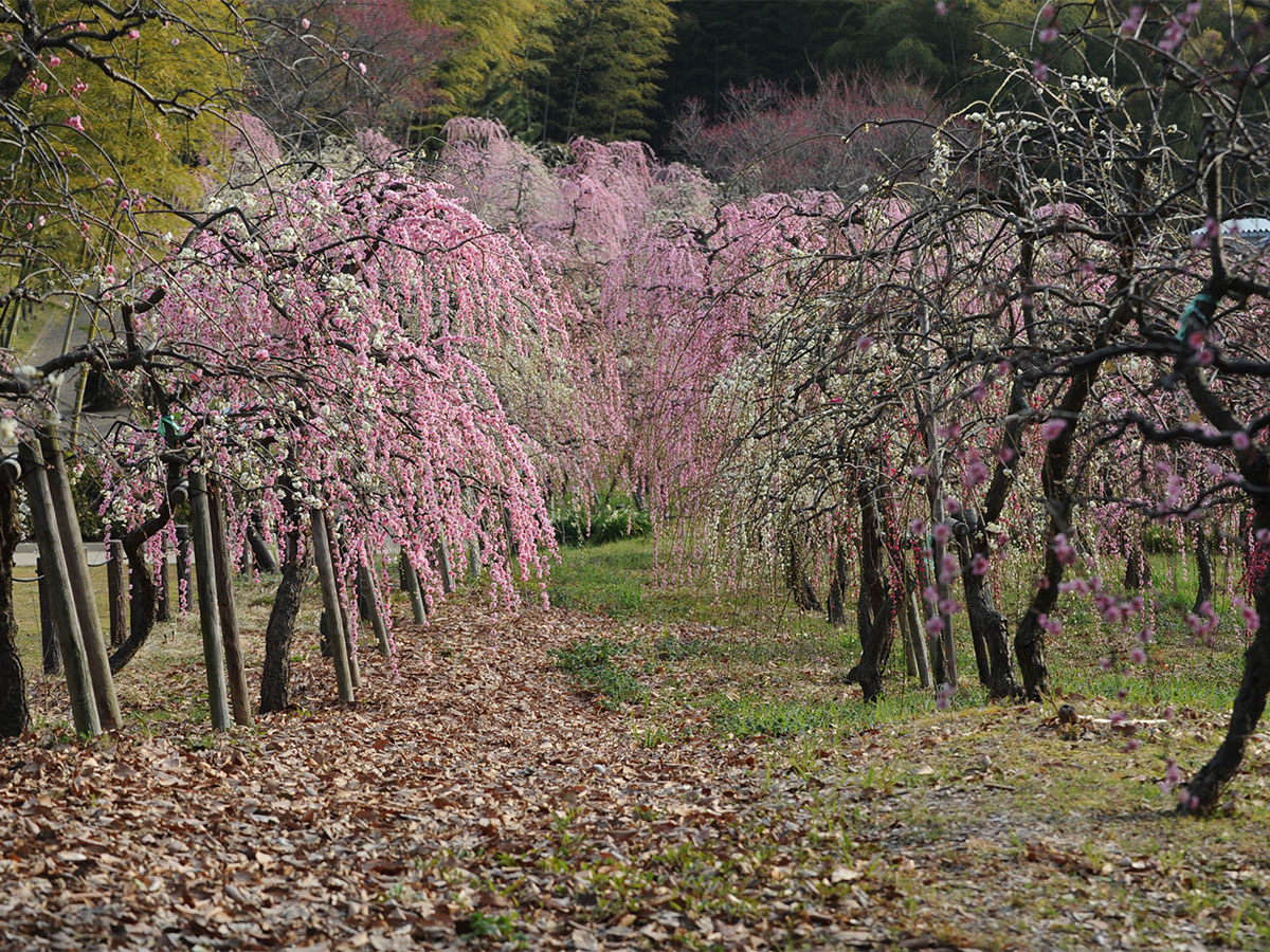 Nagoya City Agricultural Center dela Farm Weeping Plum Blossom Festival