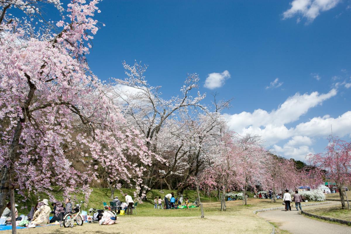 Suigen Park Cherry Blossom Festival