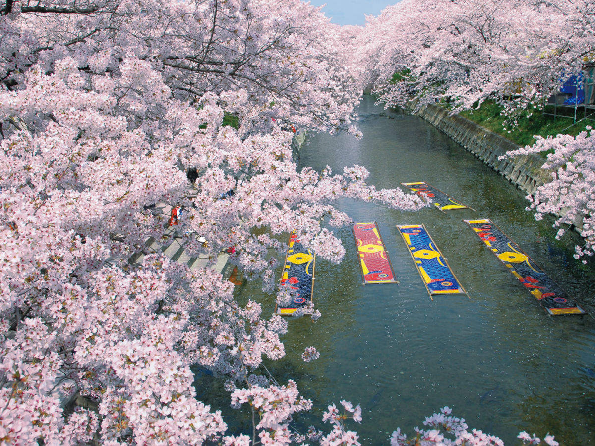 고조가와(벚꽃 축제)