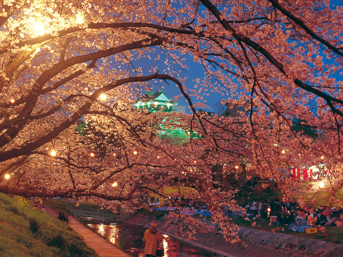 縮小開催 岡崎の桜まつり 公式 愛知県の観光サイトaichi Now