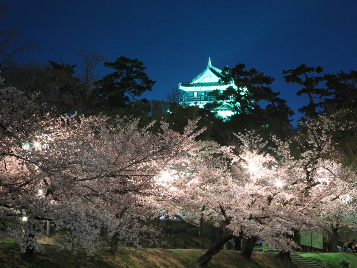 오카자키 벚꽃 축제