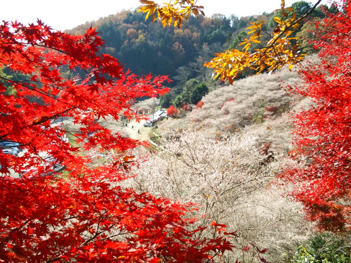 오바라 사계 벚꽃 축제