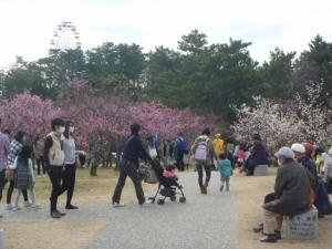 Minami Park Plum Blossom Festival