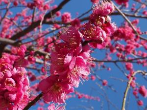 Akatsukayama Park Plum Blossom Festival