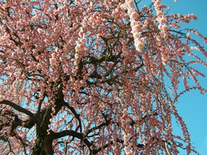 稻泽梅花节