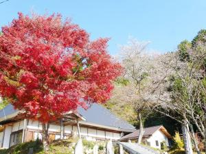 เทศกาลซากุระสี่ฤดู โอบาระชิกิซากุระ (โอบาระชิกิซากุระ มัตสุริ)