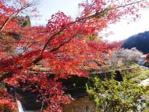 小原四季樱节