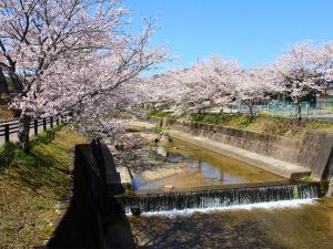 飯野川桜並木