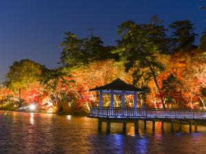 Higashi Park Maple Leaves Illumination