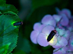 Tokkawa Firefly Festival (Tokkawa Hotaru Matsuri)