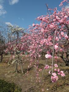 Hirashiba Park Plum Blossom Festival