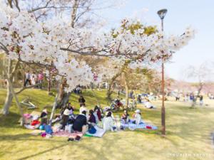 Suigen Cherry Blossoms Festival (Suigen Sakura Matsuri)