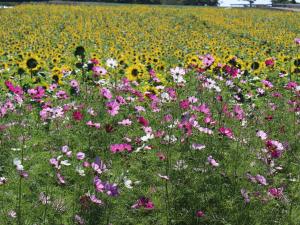 Fields of Sunflowers and Cosmos Flowers 