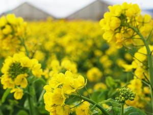 Irago Nanohana Garden - Rapeseed Blossom Festival (Field Mustard Blossoms)