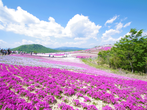 Mt. Chausu Highland Creeping Phlox Festival