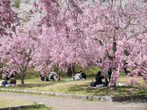 Suigen Park Cherry Blossom Festival