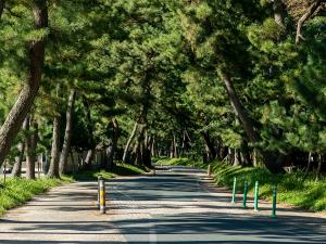 Goyu Pine Tree Row