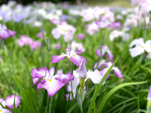 大池公園花しょうぶまつり