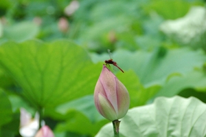 Lotus Flower Viewing Party (Hasumi-no-Kai)