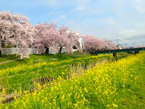 とよかわ桜まつり