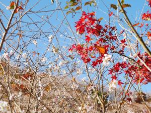 小原四季樱节