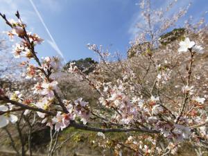 Shikizakura Four-Season Cherry Blossoms of Obara Fureai Park