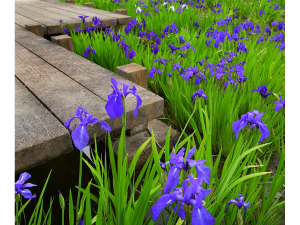 Yatsuhashi Water Iris Garden