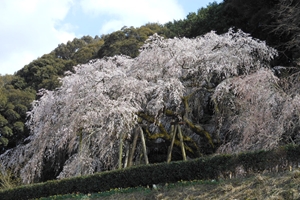 奥山田のしだれ桜