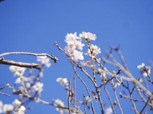 오바라 사계 벚꽃축제