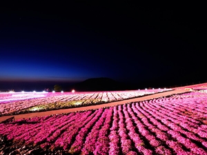 茶臼山高原芝桜まつり