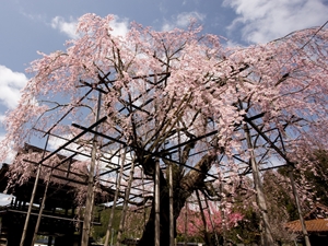 瑞龍寺のしだれ桜