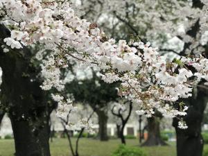 鹤舞公园　花卉节