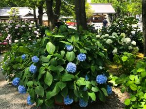 Bisai Hydrangeas Festival (Bisai Ajisai Matsuri)