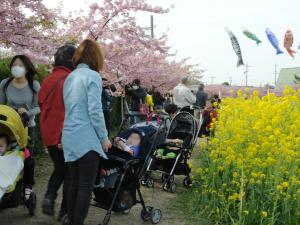 เทศกาลทุ่งดอกมัสตาร์ดและดอกซากุระ ที่แม่น้ำเมะเมะดะกะวะ(เมะเมะดะกะวะ นาโนะฮานะ ซากุระ มัตสึริ)