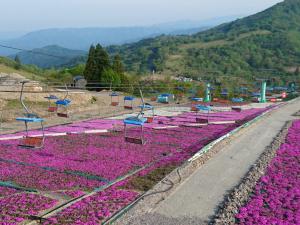 ภูเขาชาอุสึยามะ โคเก็น(ชาอุสึยามะ โคเก็น)