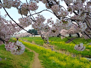 とよかわ桜まつり