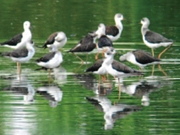 弥富野鳥園