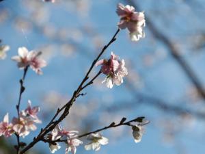 小原四季樱节