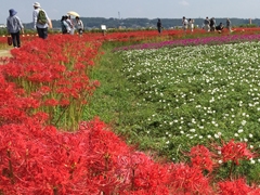 Yakachi River and Red Spider Lily Fields